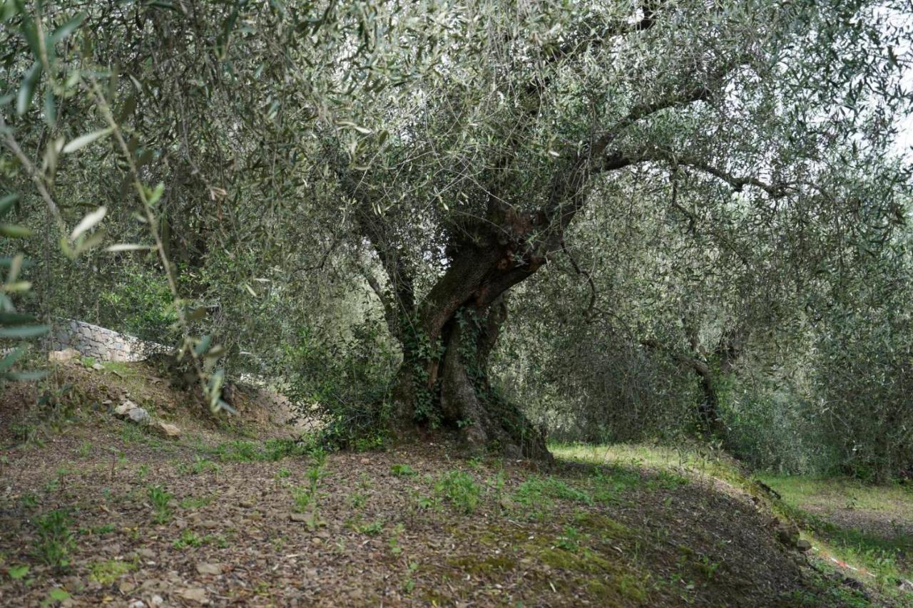 B&B Il Pianolo Perinaldo Dış mekan fotoğraf
